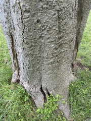 Celtis occidentalis