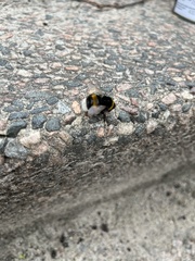 Bombus terrestris