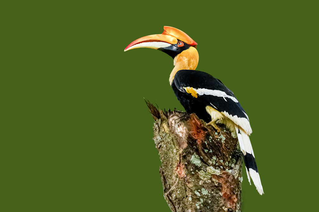 Great Hornbill