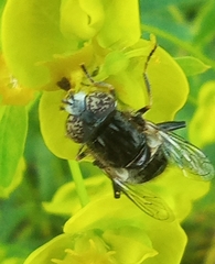 Eristalinus sepulchralis