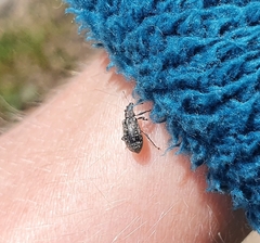 Polydrusus pilosus