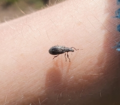 Polydrusus pilosus