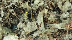 Bombus