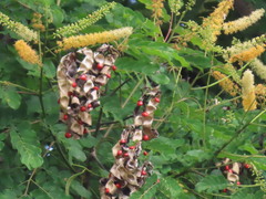 Adenanthera