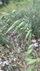 Bromus squarrosus villosus