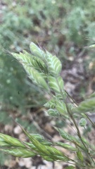 Bromus squarrosus villosus
