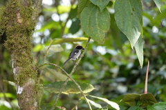 Atlapetes leucopterus