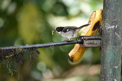 Atlapetes leucopterus