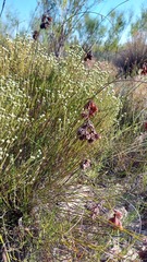 Staberoha distachyos