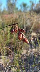 Staberoha distachyos