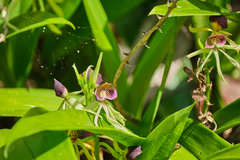 Prosthechea cochleata