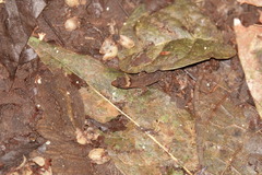 Lepidoblepharis