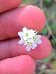 Armeria alliacea