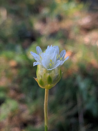 Armeria alliacea, photograph 5