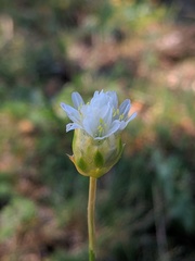 Armeria alliacea