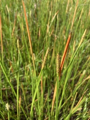 Eleocharis quadrangulata