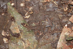 Lepidoblepharis