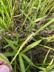 Eleocharis quadrangulata