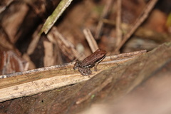 Epipedobates boulengeri