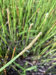 Eleocharis quadrangulata