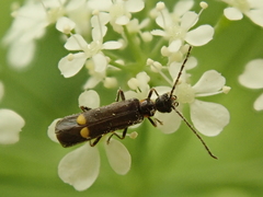 Malthodes marginatus