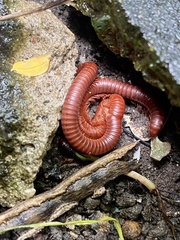 Trigoniulus corallinus