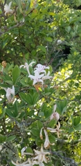 Rhododendron arborescens