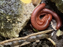 Trigoniulus corallinus