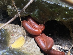 Trigoniulus corallinus