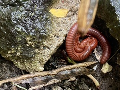 Trigoniulus corallinus