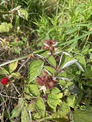 Rubus phoenicolasius