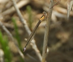 Ischnura genei