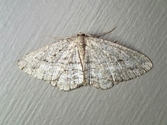 Zermizinga sinuata