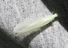 Meleoma signoretti
