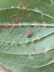 Ceroplastes rusci