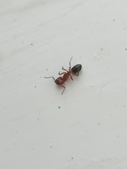 Camponotus decipiens