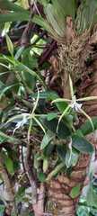 Epidendrum nocturnum