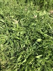 Plantago lanceolata