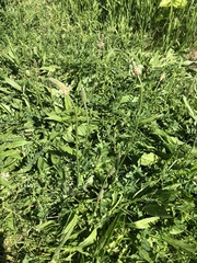 Plantago lanceolata