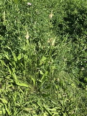 Plantago lanceolata