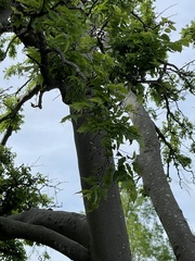 Celtis occidentalis