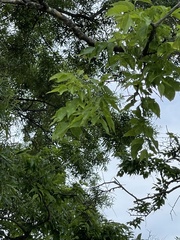 Celtis occidentalis