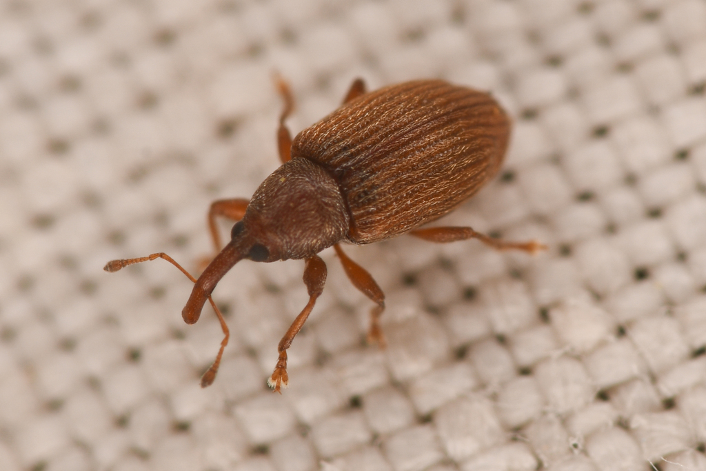 Phyllotrox rutilus