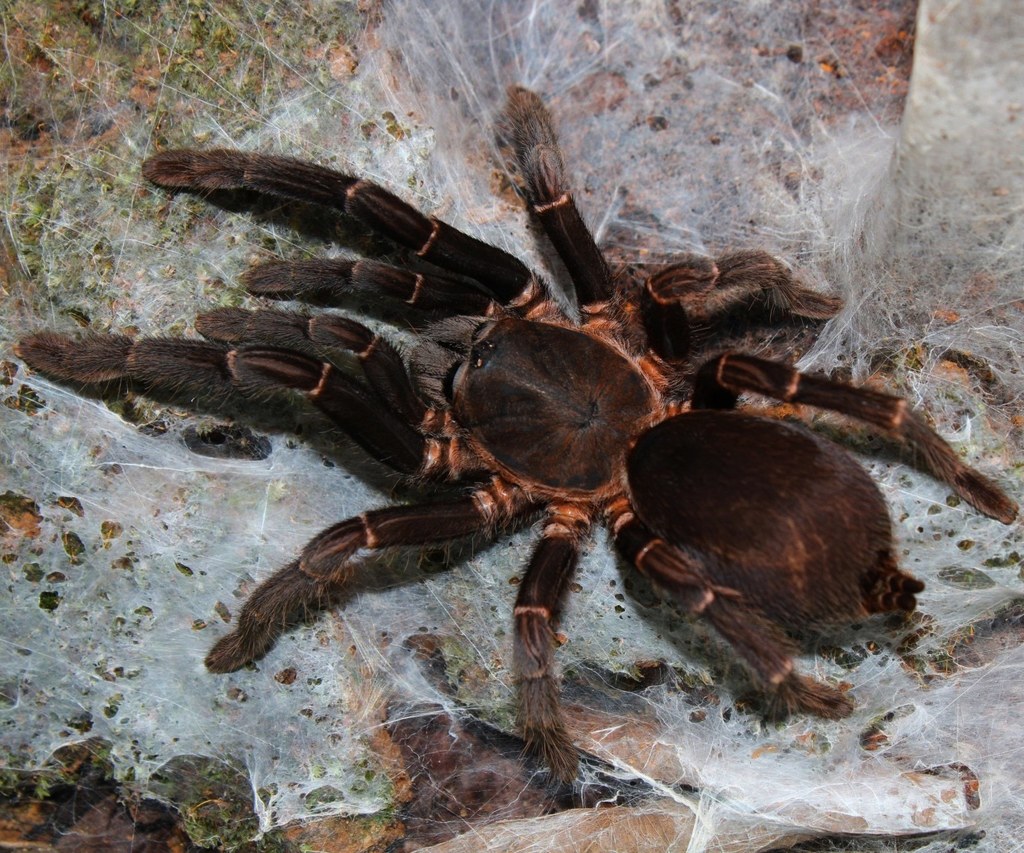 Chilobrachys assamensis
