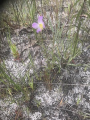 Rhexia cubensis