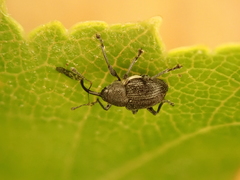 Archarius salicivorus