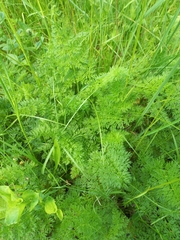 Selinum carvifolia