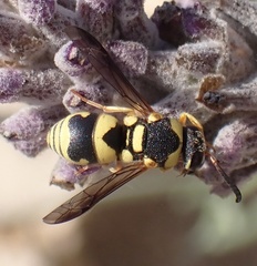 Euodynerus variegatus
