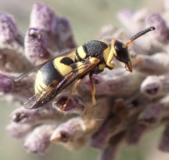 Euodynerus variegatus