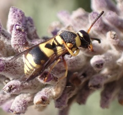 Euodynerus variegatus